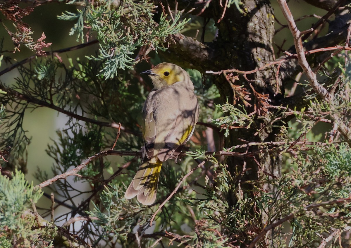White-plumed Honeyeater - ML646170475