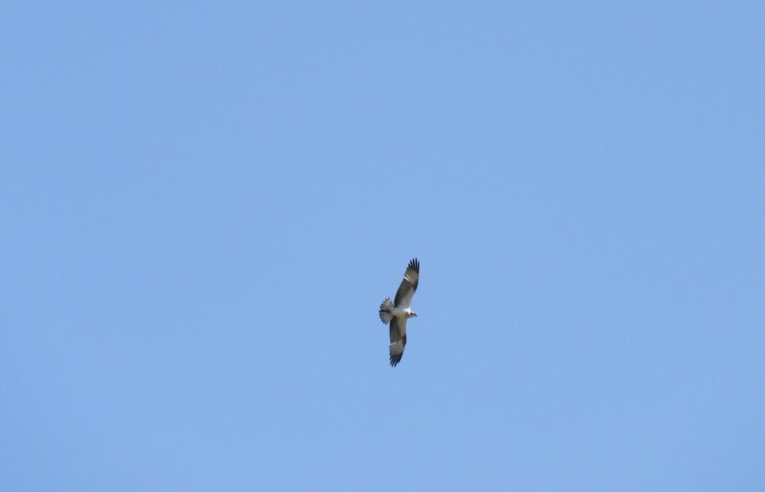 Osprey - ML646170479