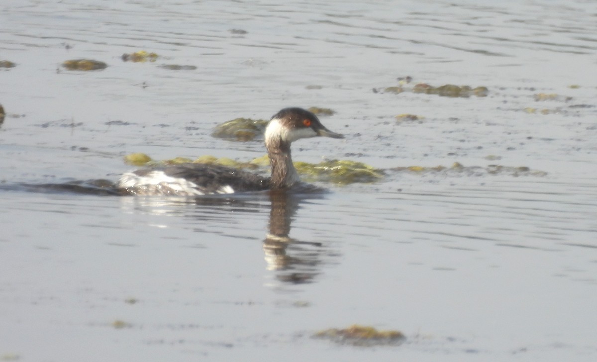 potápka černokrká - ML646170482