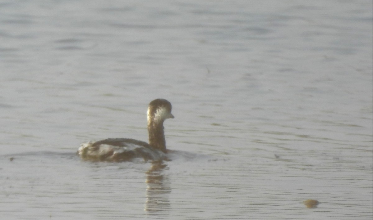 potápka černokrká - ML646170483