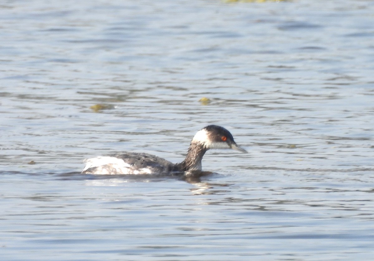 potápka černokrká - ML646170484