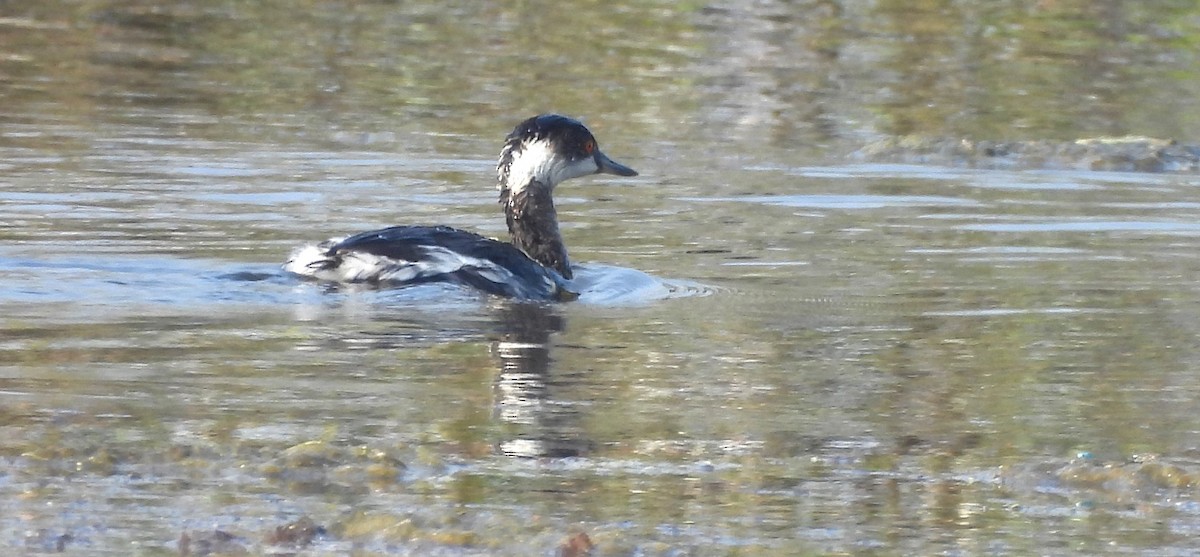 potápka černokrká - ML646170485