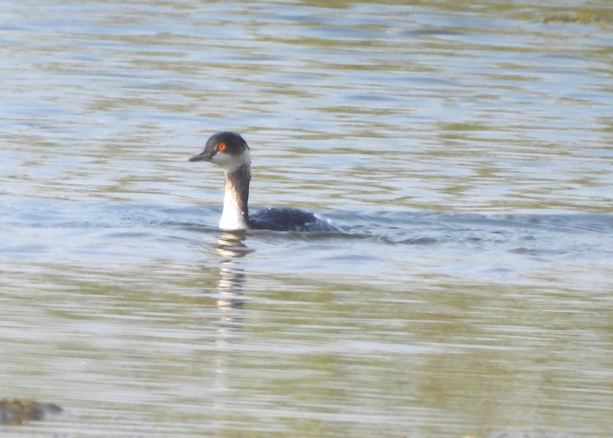 potápka černokrká - ML646170486