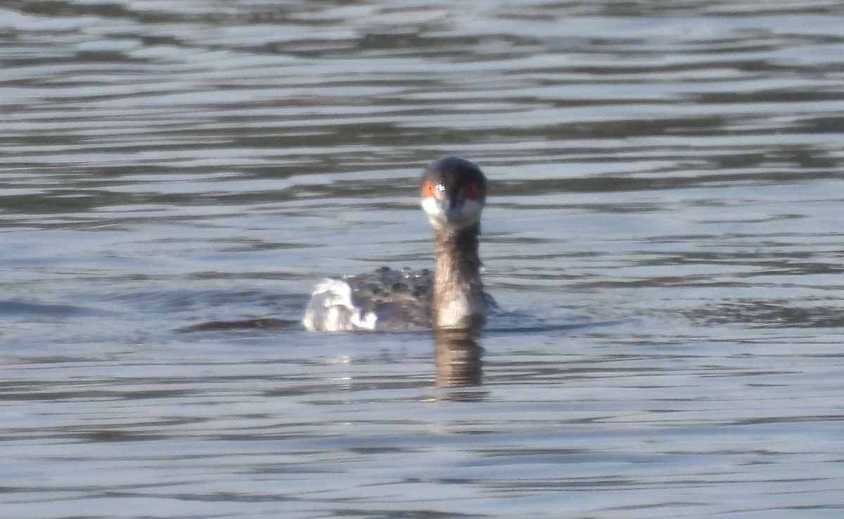 potápka černokrká - ML646170487