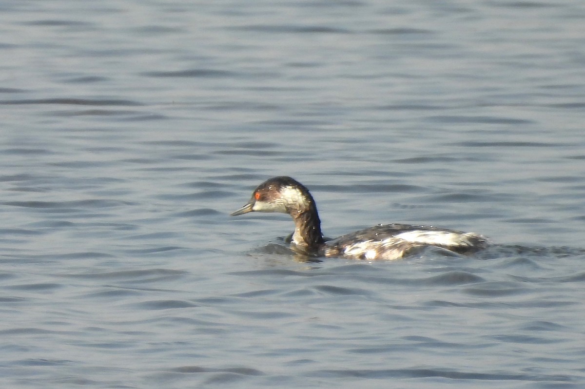 potápka černokrká - ML646170488