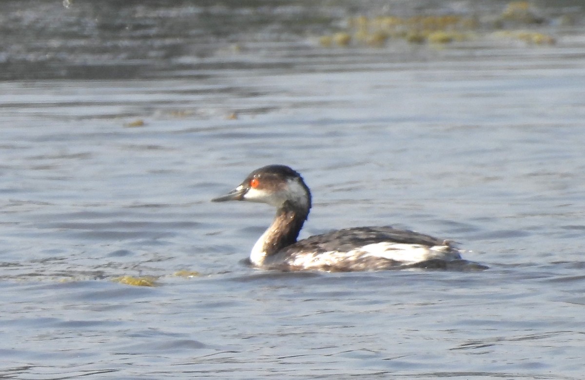 potápka černokrká - ML646170489