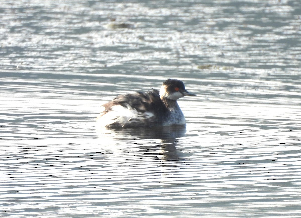 potápka černokrká - ML646170490