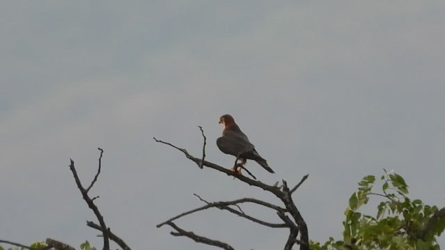 Турумти - ML646170497