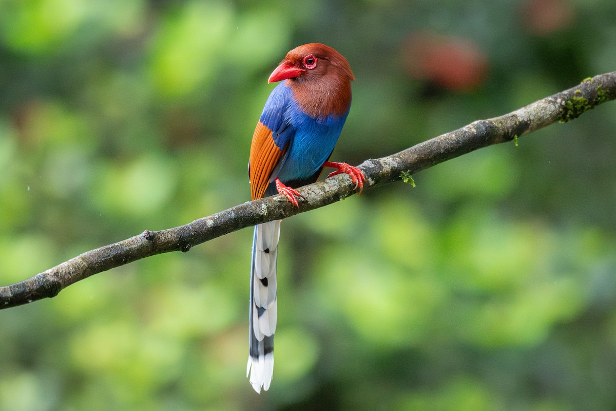 Sri Lanka Blue-Magpie - ML646170498