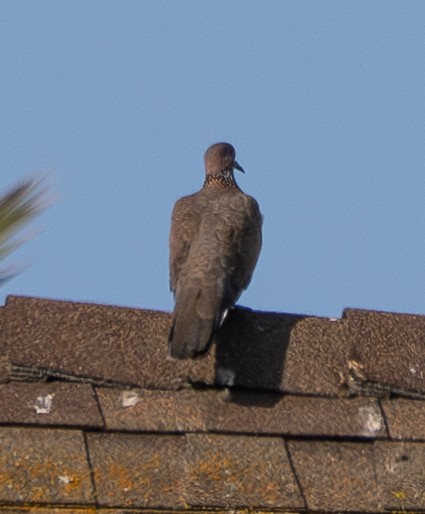 珠頸斑鳩 - ML646170499