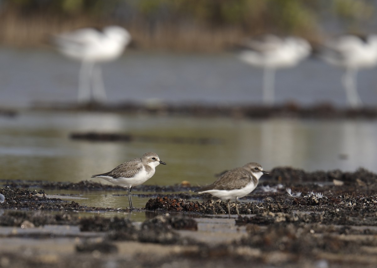 Tibet Cılıbıtı - ML646170501