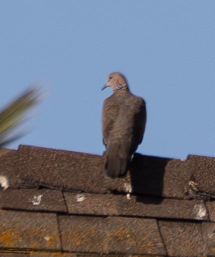 珠頸斑鳩 - ML646170502