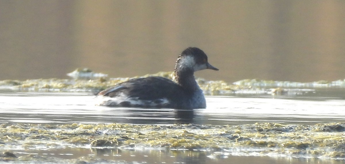 potápka černokrká - ML646170513