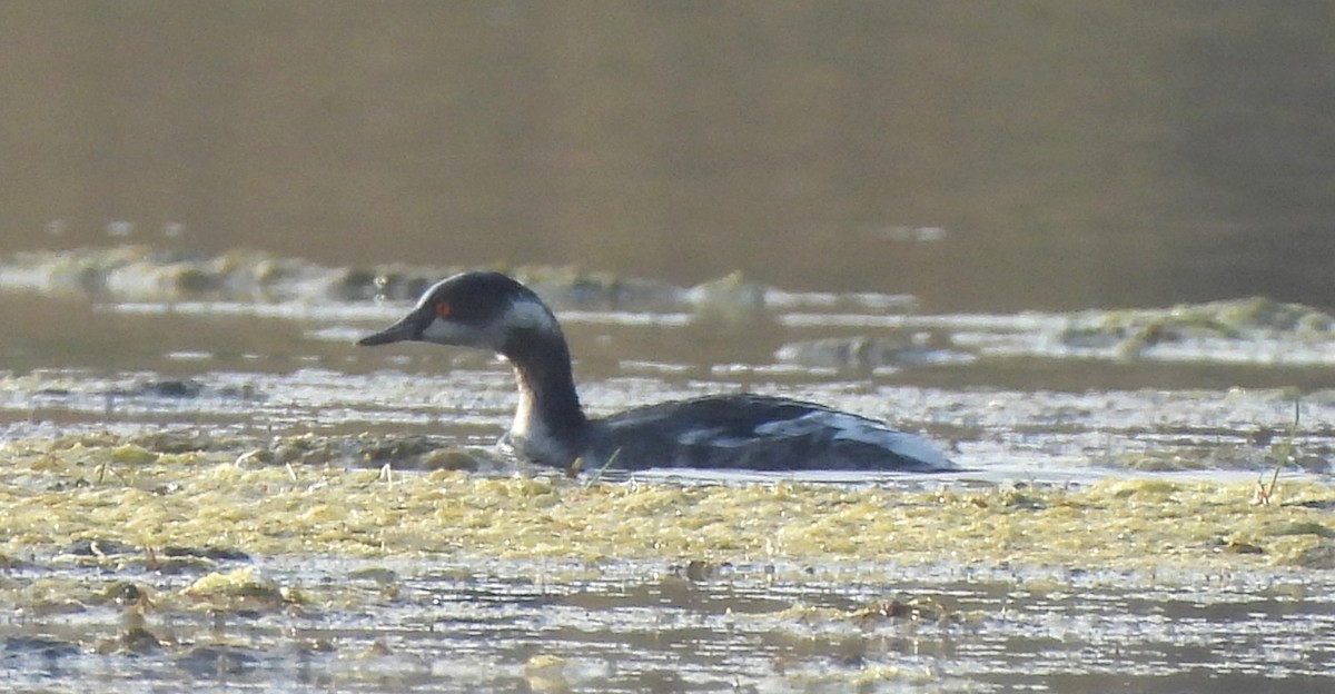 potápka černokrká - ML646170514