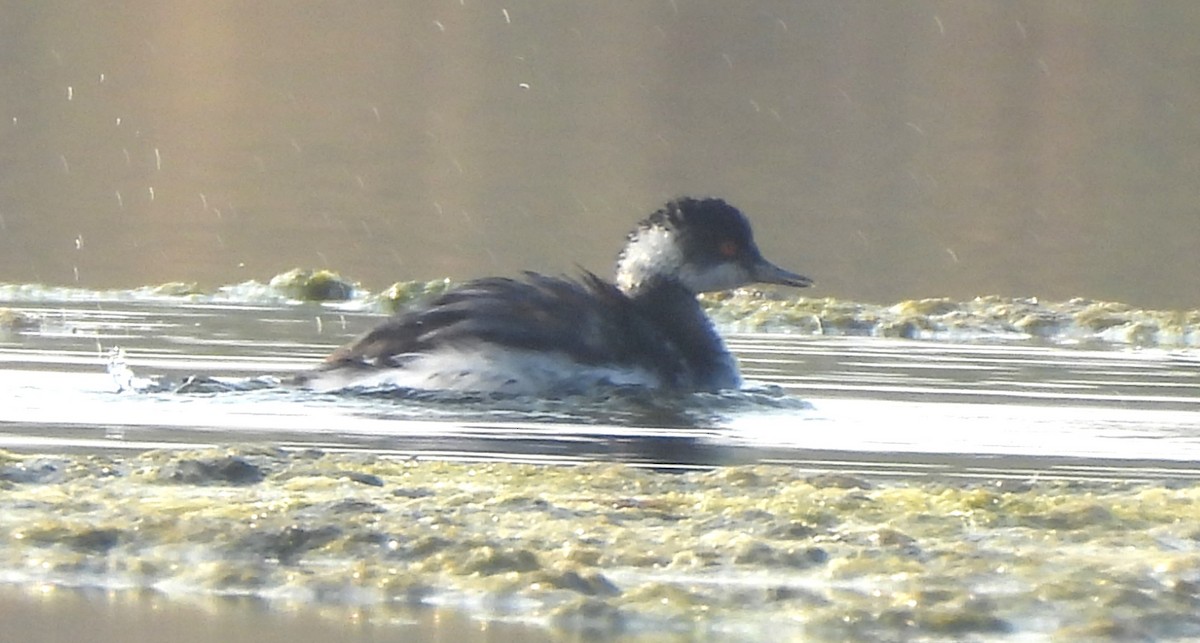 potápka černokrká - ML646170515