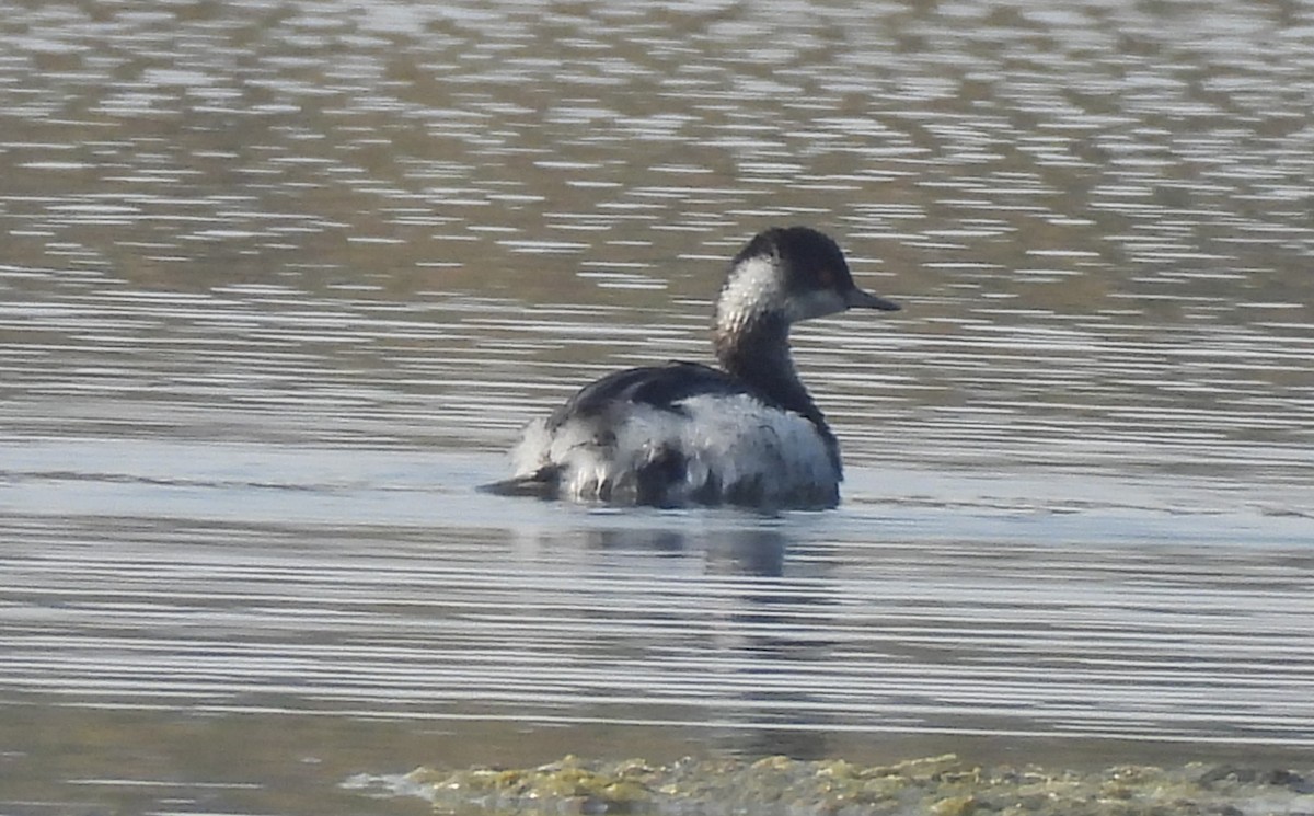 potápka černokrká - ML646170517