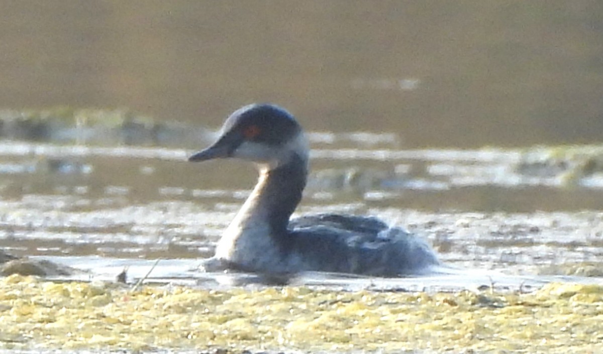 potápka černokrká - ML646170518