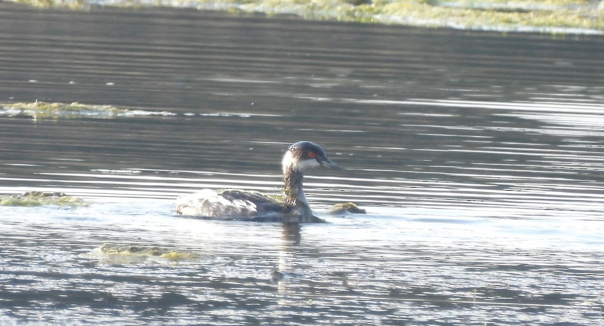 potápka černokrká - ML646170519