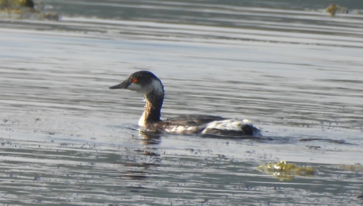 potápka černokrká - ML646170520