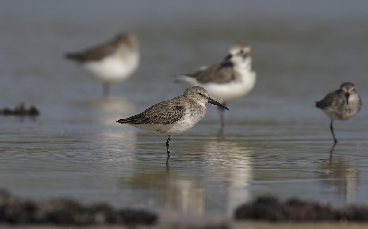 Dunlin - ML646170521
