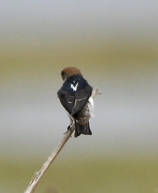 Streak-throated Swallow - ML646170522