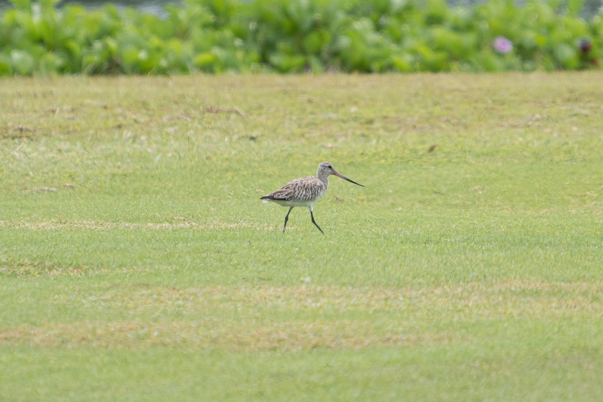 Bar-tailed Godwit - ML646170523