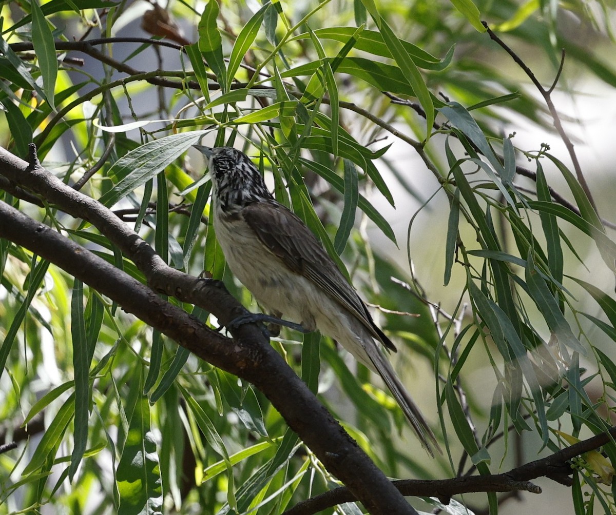 Striped Honeyeater - ML646170524