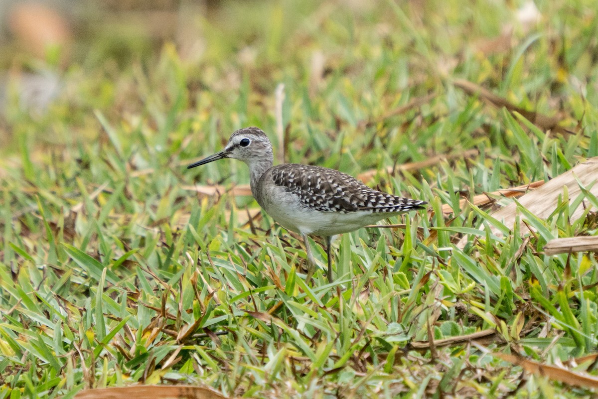 Wood Sandpiper - ML646170528