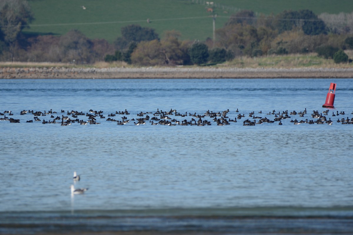 Branta musubeltza - ML646170530