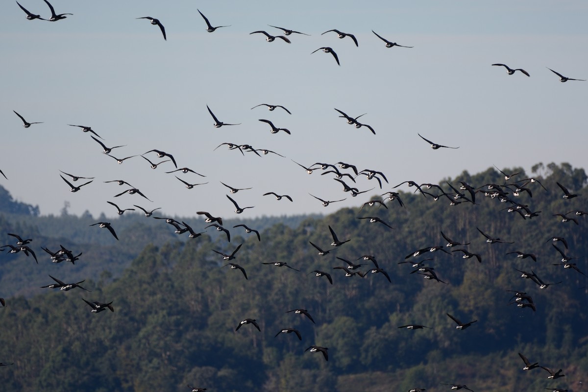 Branta musubeltza - ML646170531