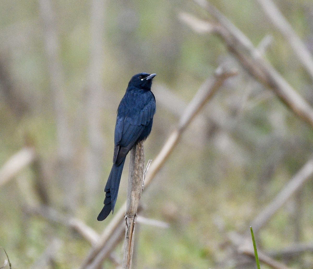 Black Drongo - ML646170536