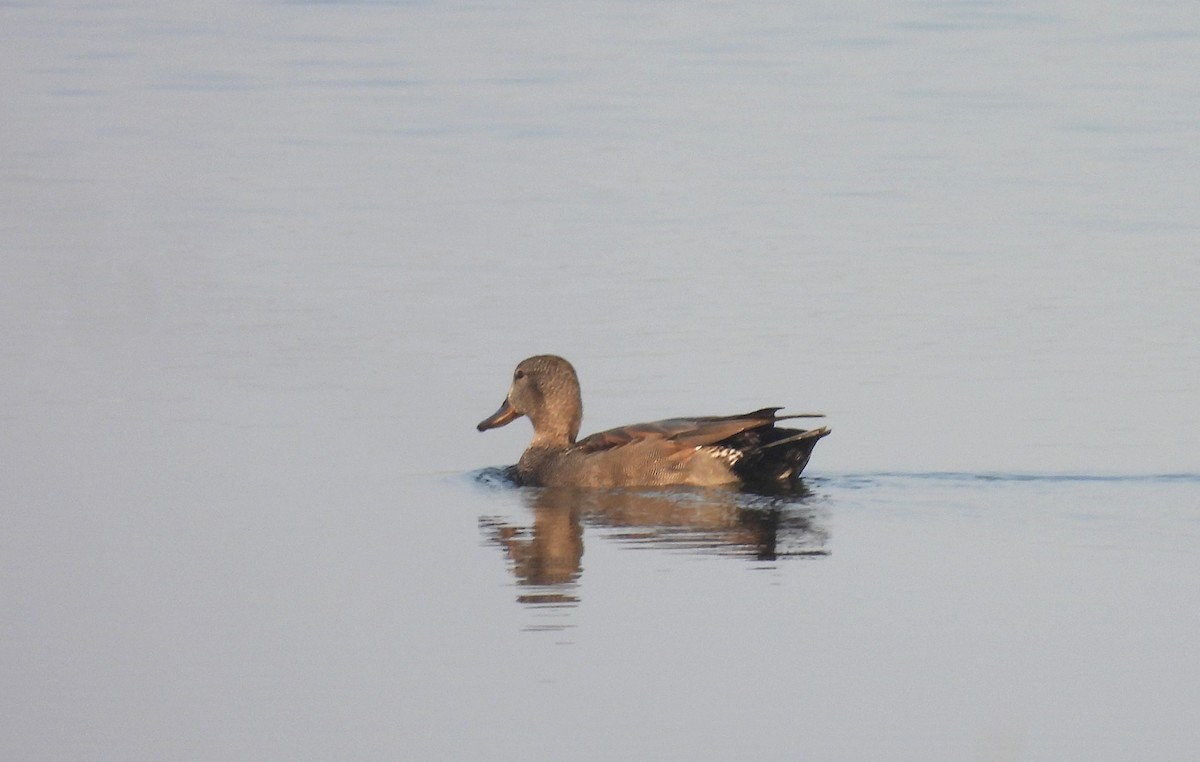 kopřivka obecná - ML646170537
