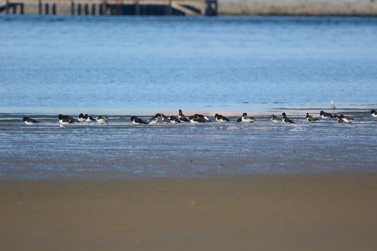 Itsas mika eurasiarra - ML646170539