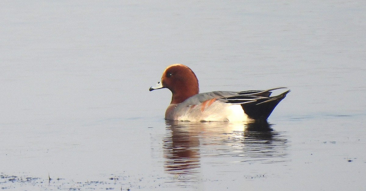 hvízdák eurasijský - ML646170544