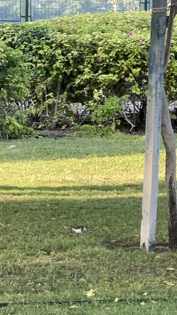 Kuliska txikia - ML646170547