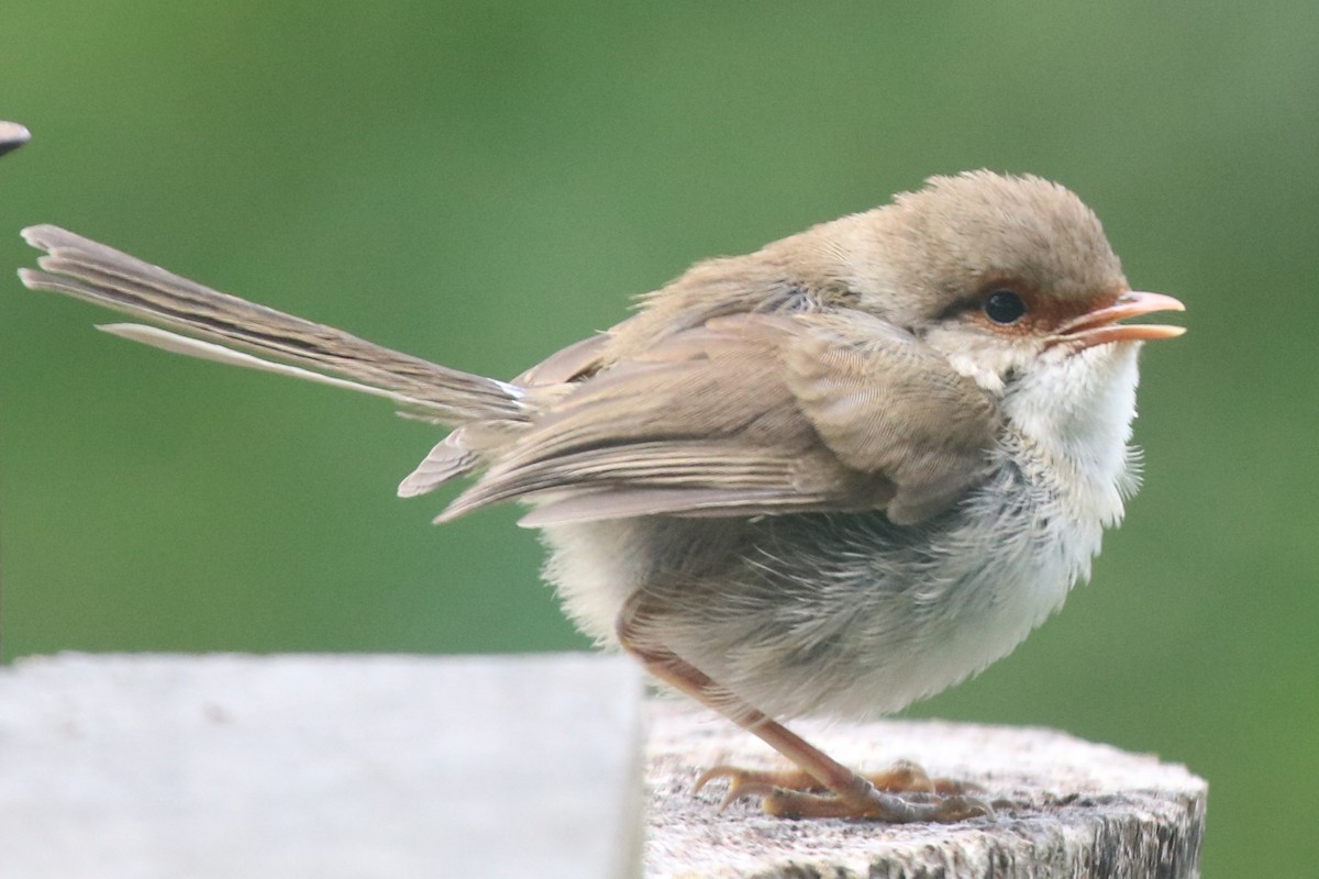 Superb Fairywren - ML646170549