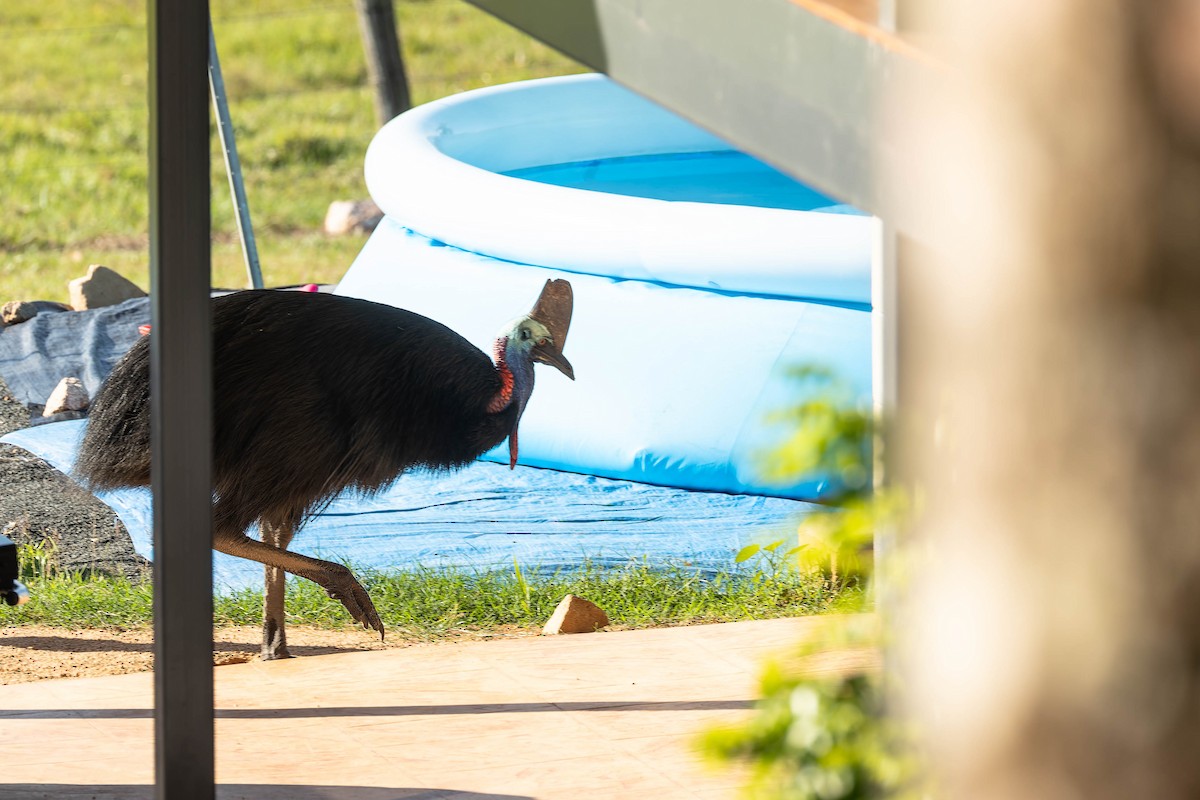 Kasuario handia - ML646170550