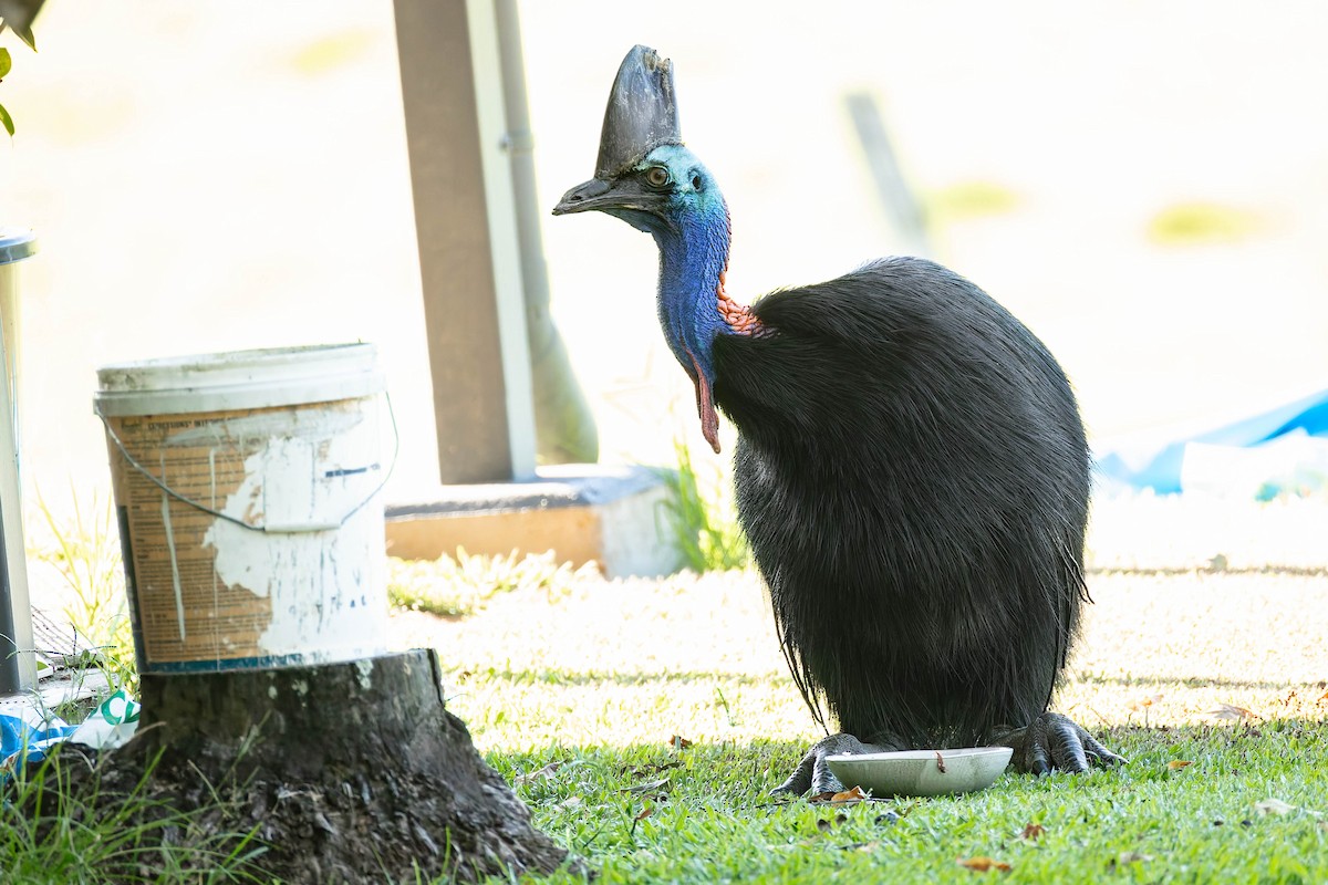 Kasuario handia - ML646170551