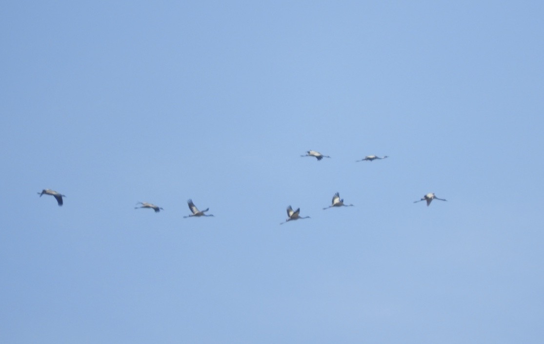 Kurrilo arrunta - ML646170552