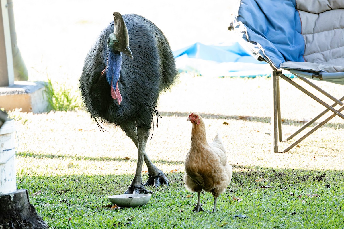 Kasuario handia - ML646170553