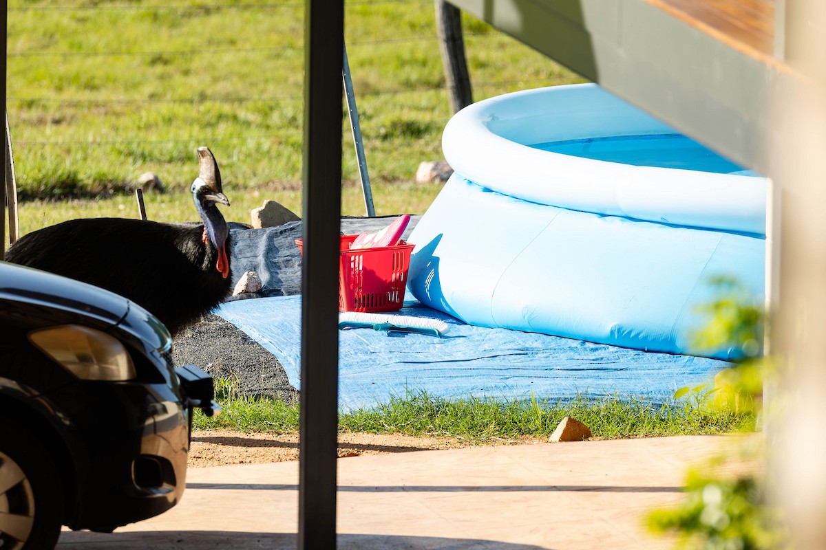 Kasuario handia - ML646170554