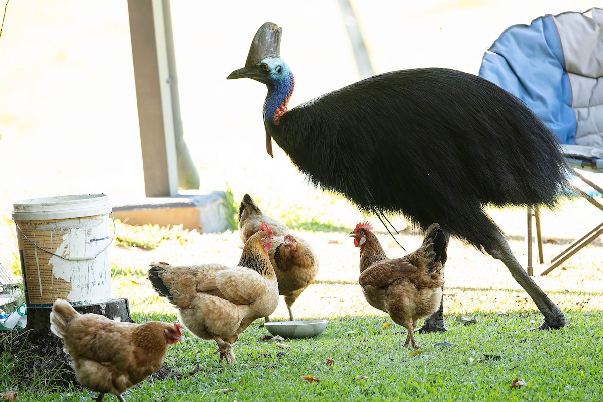 Kasuario handia - ML646170555