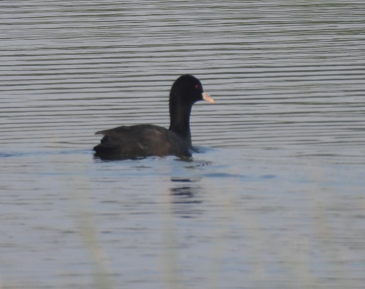 Kopetazuri arrunta - ML646170557