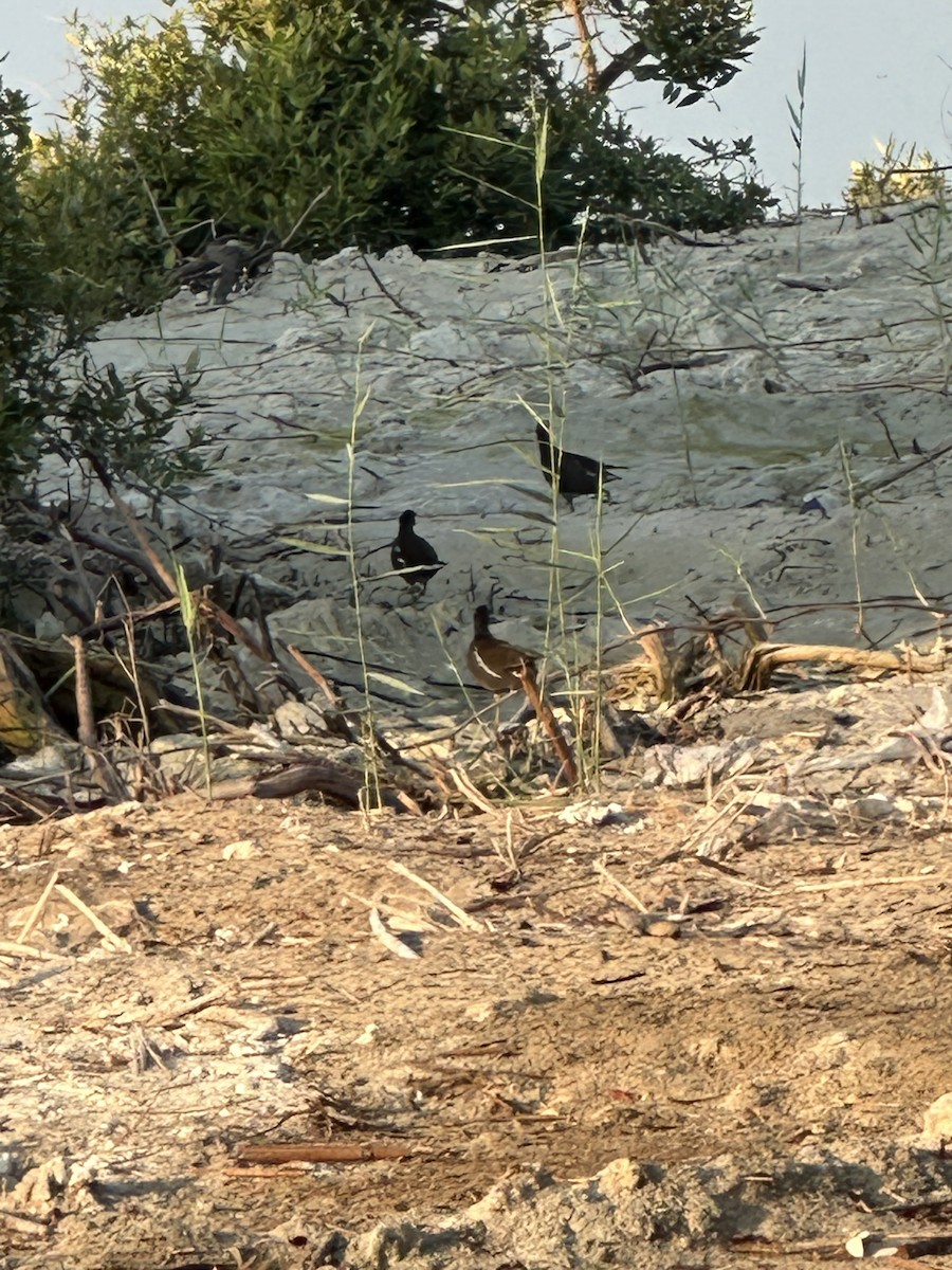 Uroilo arrunta - ML646170558