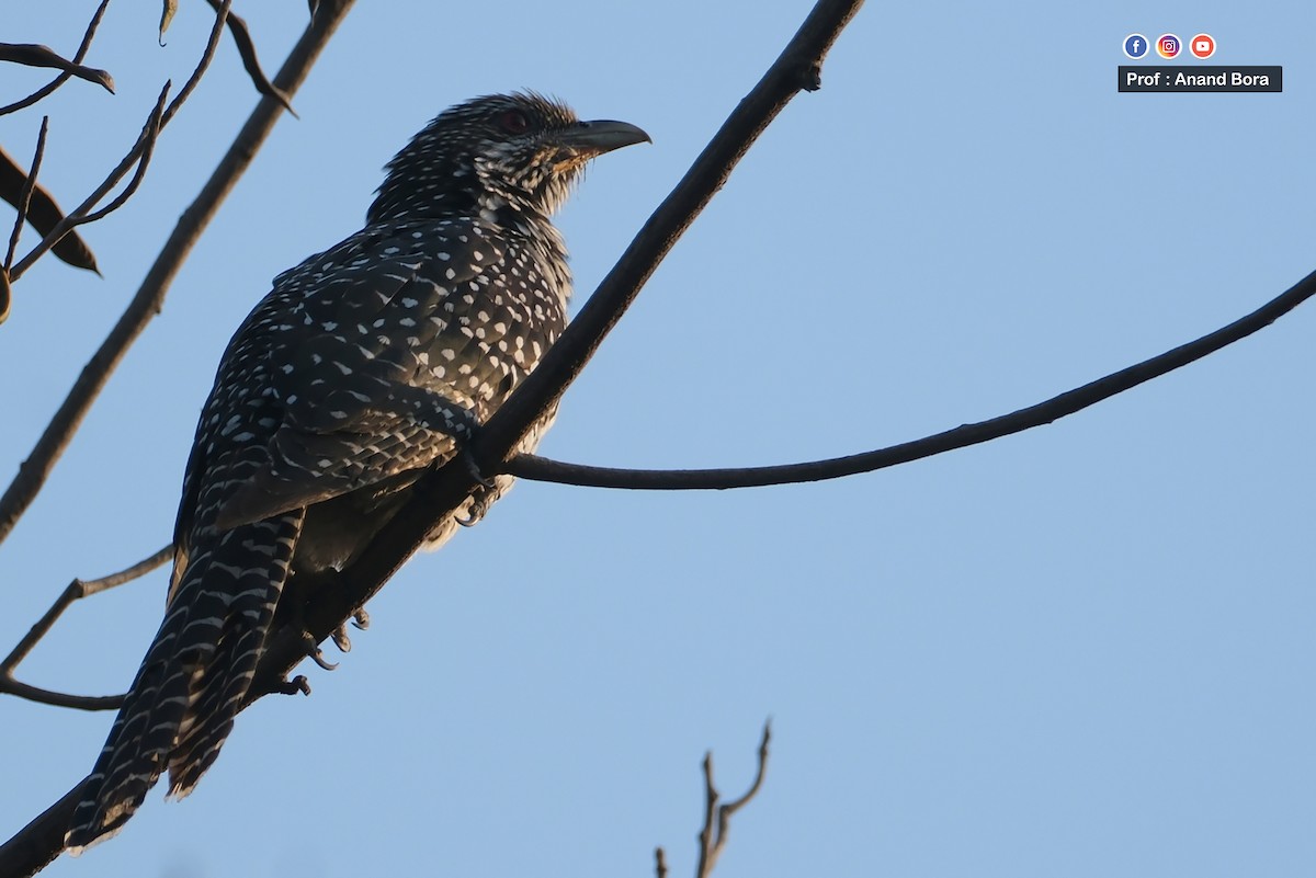 Asian Koel - ML646170559