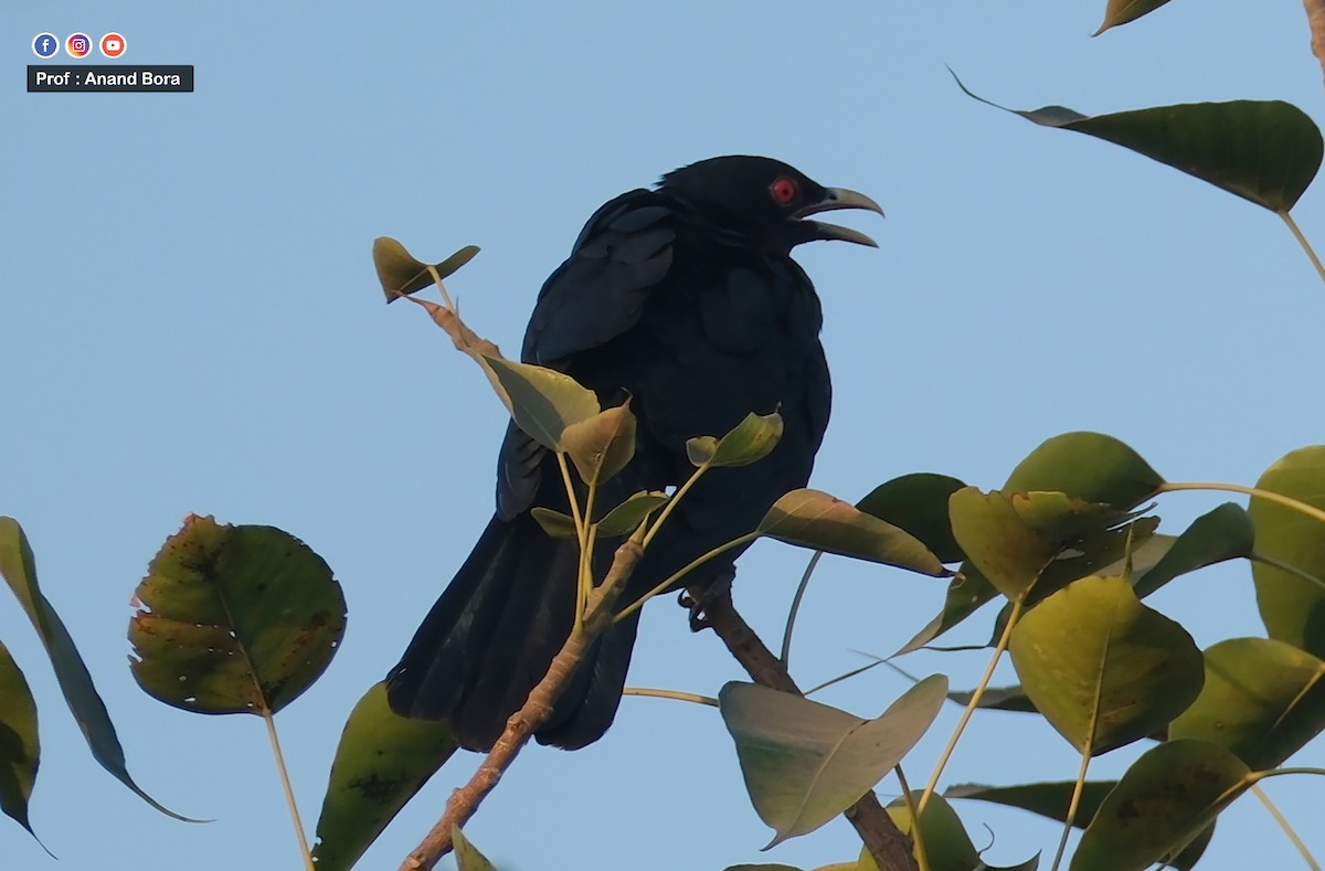 Asian Koel - ML646170560