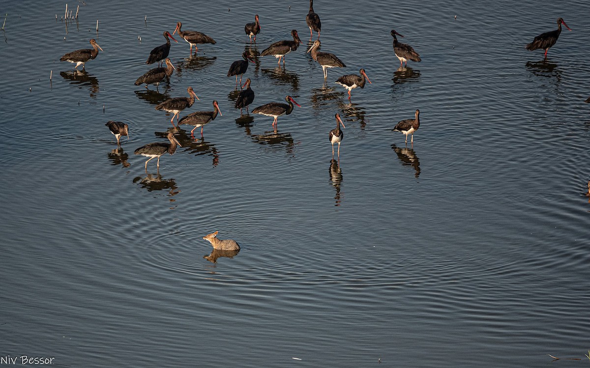 Basahatea - ML646170563