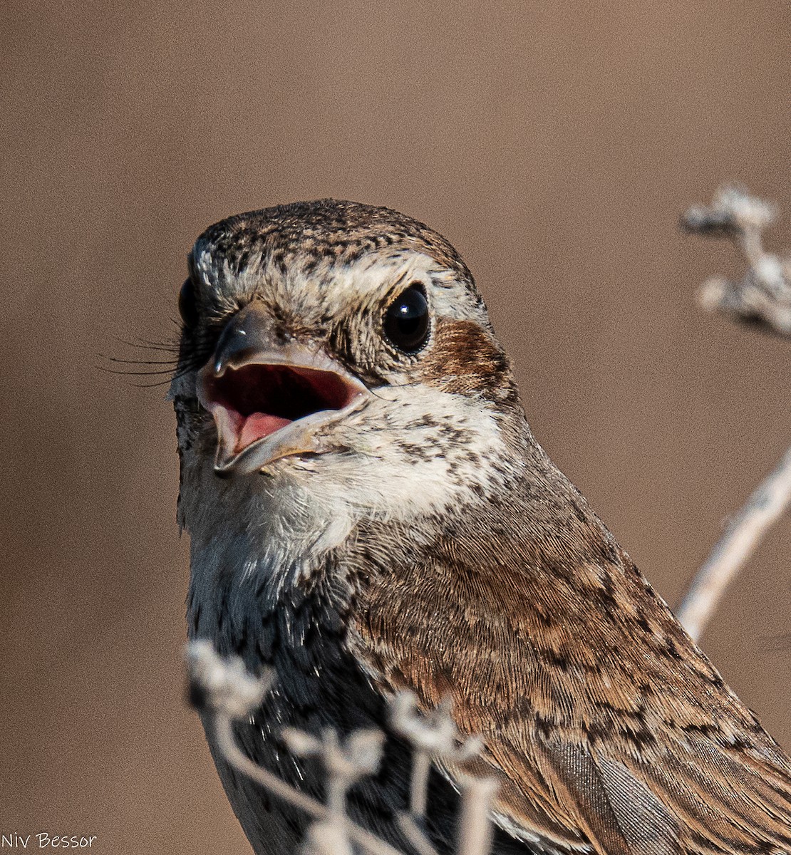 Basahatea - ML646170566