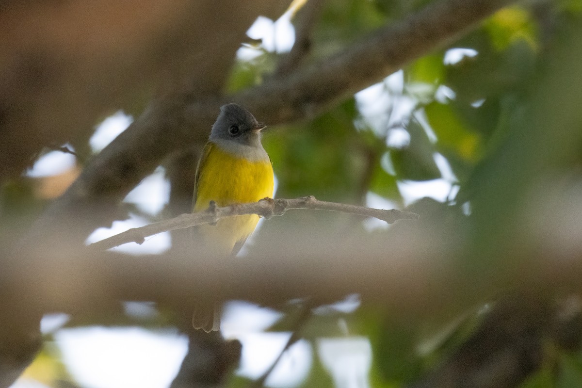 Gray-headed Canary-Flycatcher - ML646170572