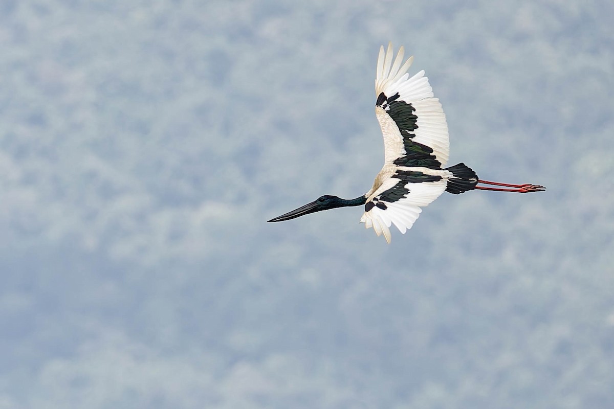 Jabiru asiarra - ML646170573